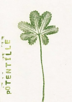 potentille2.jpg
