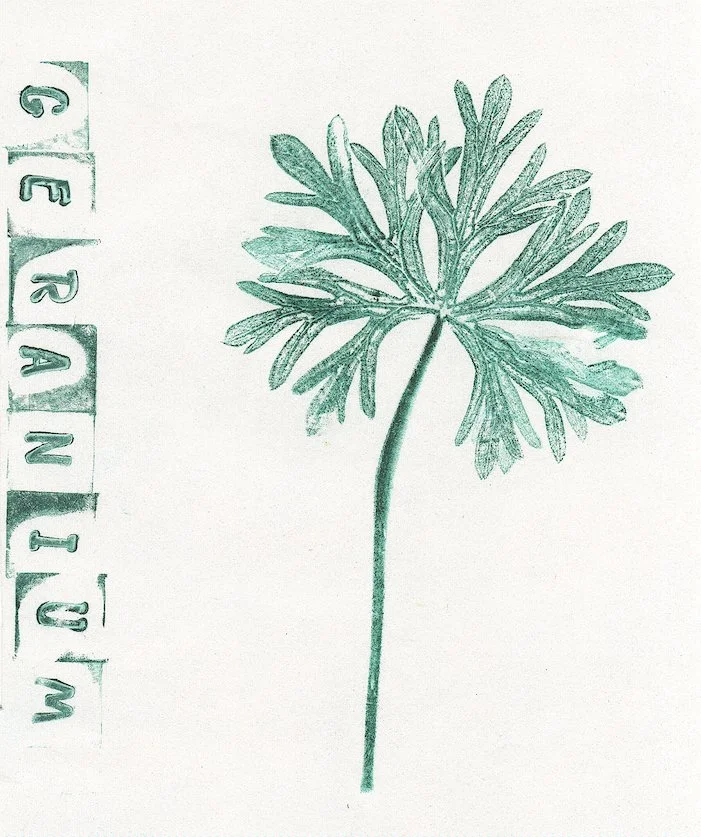 geranium0.jpg