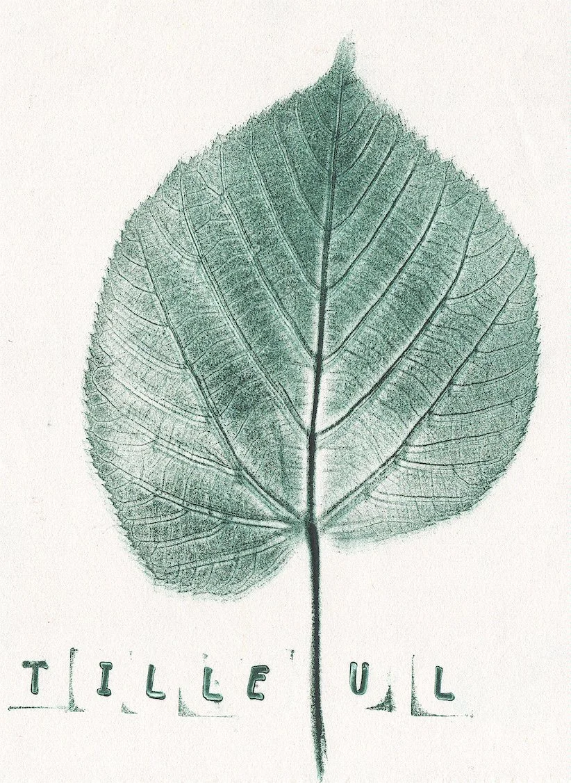 tilleul.jpg