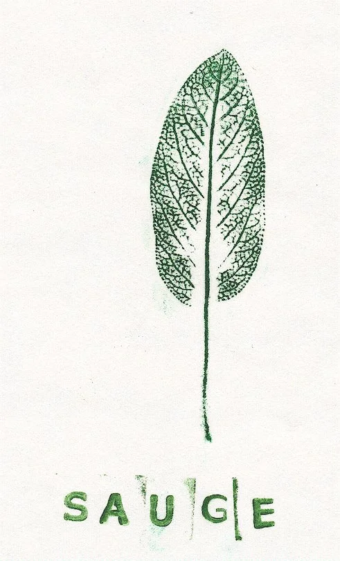 sauge0.jpg