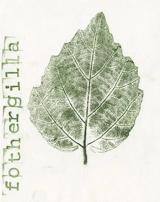 fothergilla.jpg