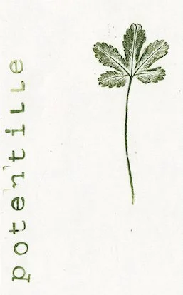 potentille.jpg