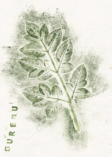 sureau1.jpg