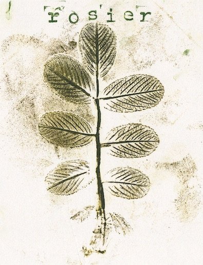 rosier3 copie.jpeg