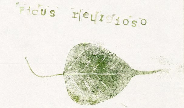 ficus-religioso.jpg