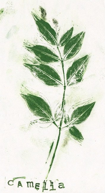 camelia0 copie.jpeg