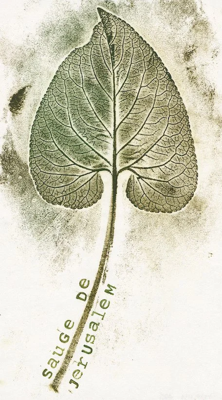 sauge-de-jerusalem-phlomis.jpg
