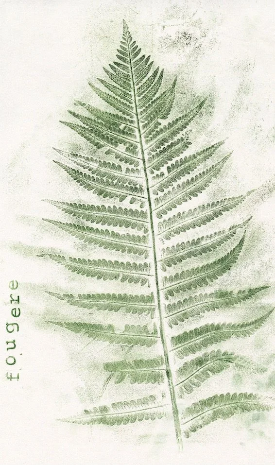 fougere0 copie.jpeg