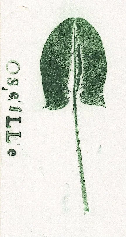 oseille.jpg