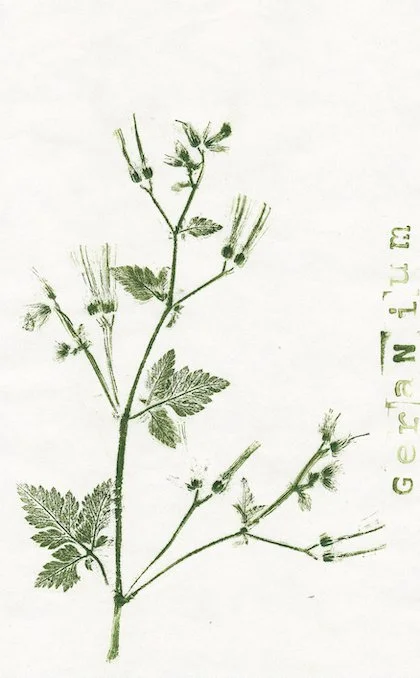 geranium.jpg