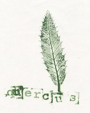 chene3.jpg