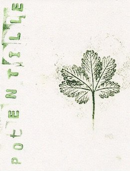 potentille copie.jpeg