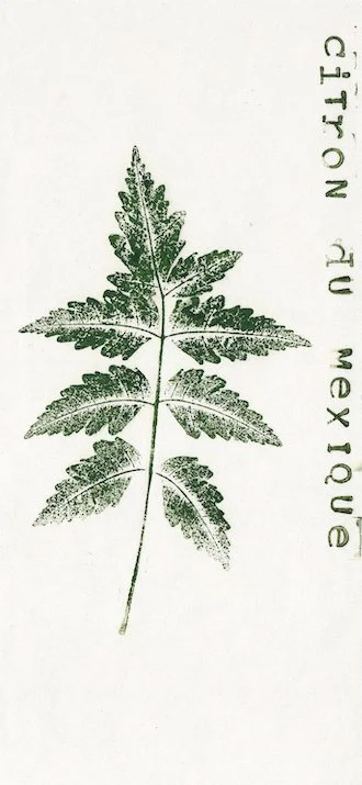 citron-du-mexique.jpg