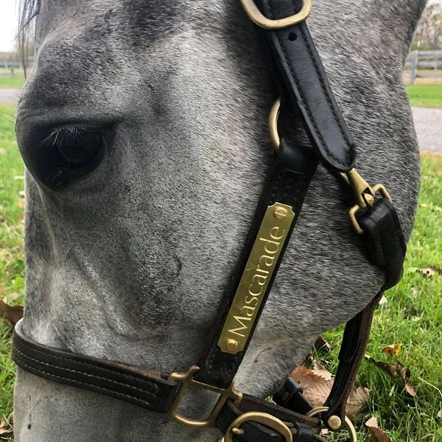 HALTER PLATE HORSE.jpg