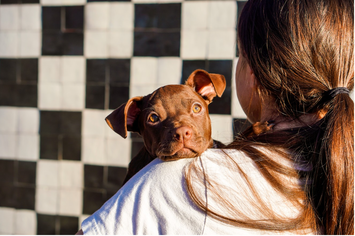 A puppy enjoying happy hour on Pizza To The Rescues outdoor dog-friendly patio