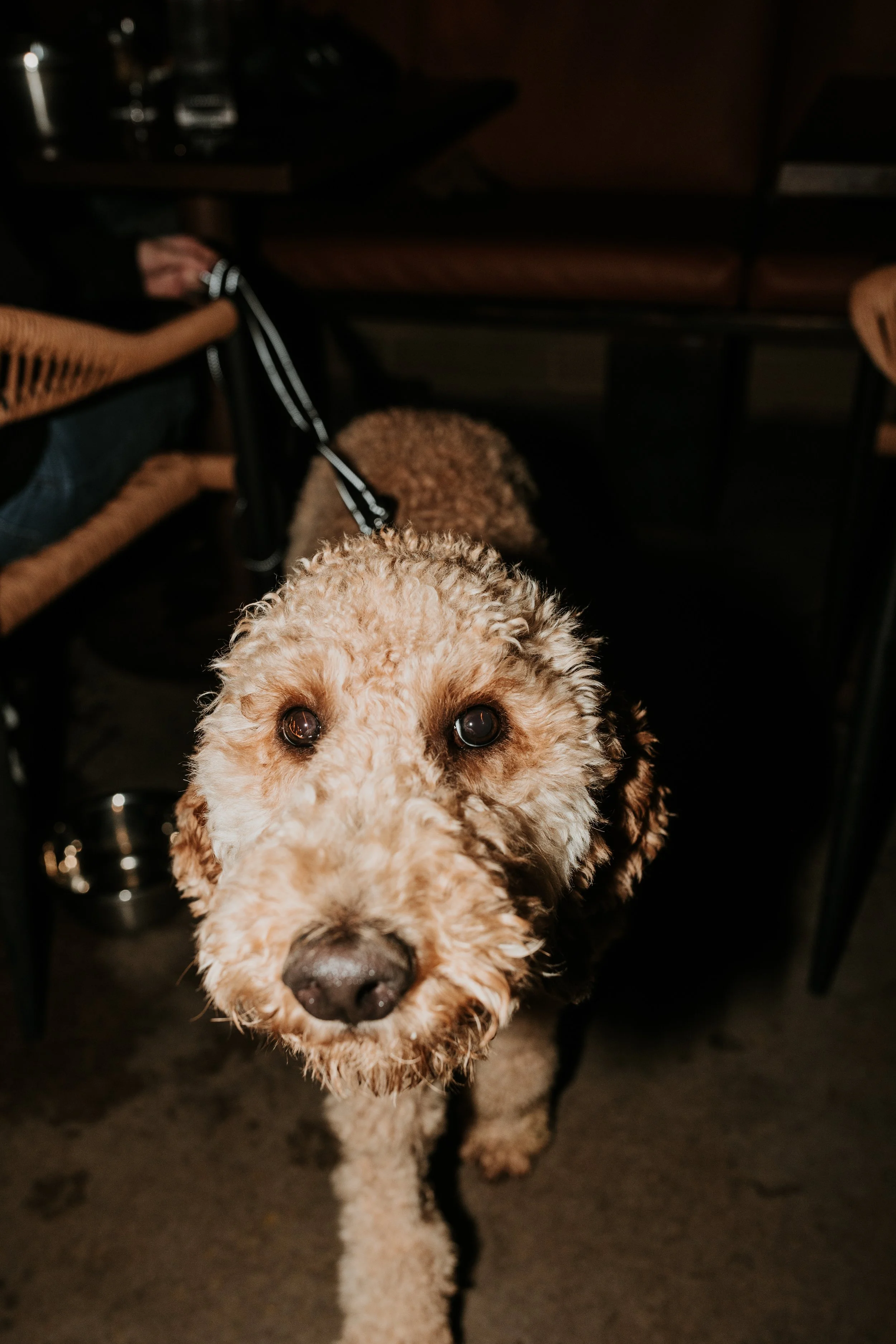 A dog enjoying dog friendly happy hour in phoenix