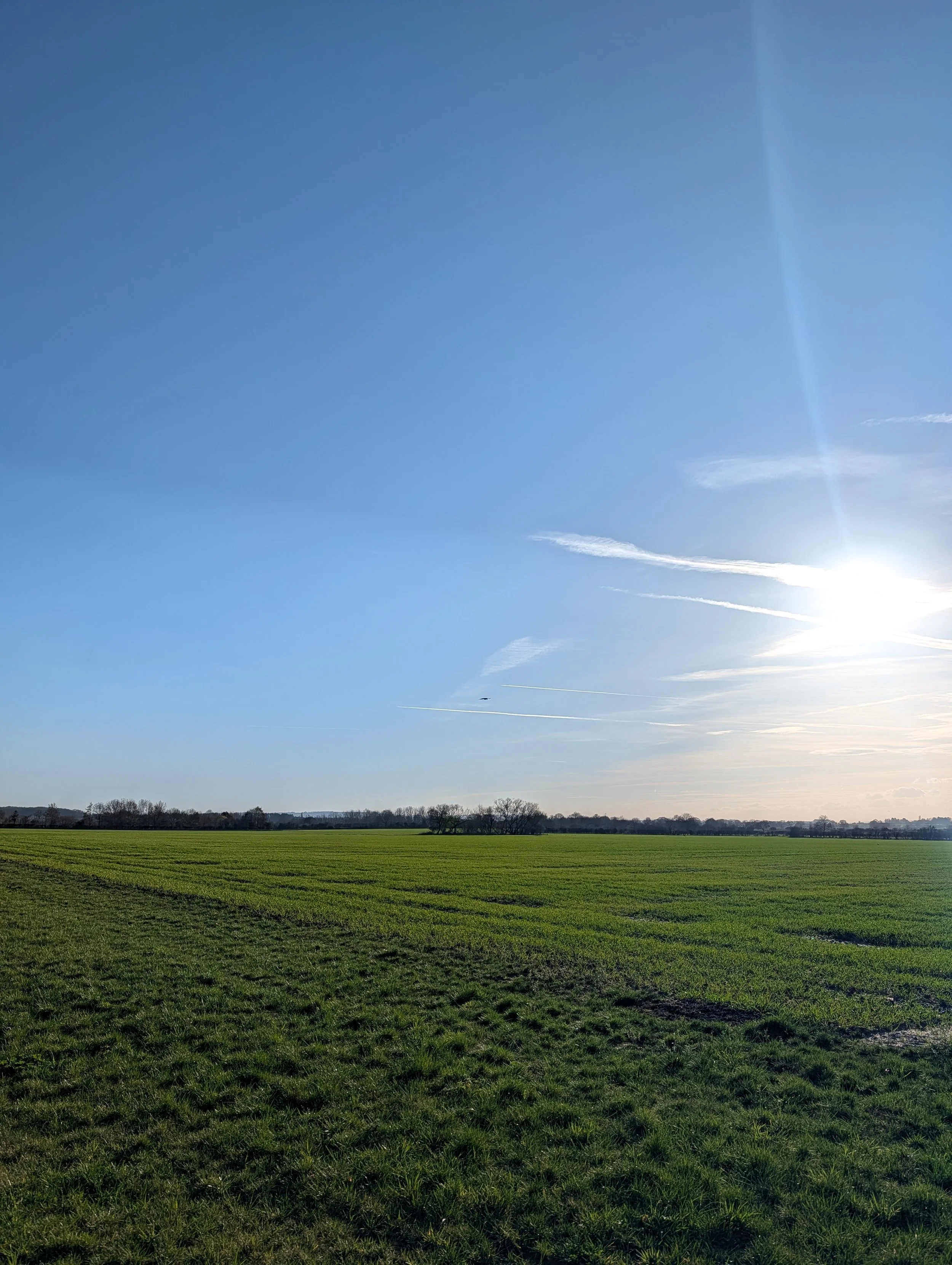Corn Field in March