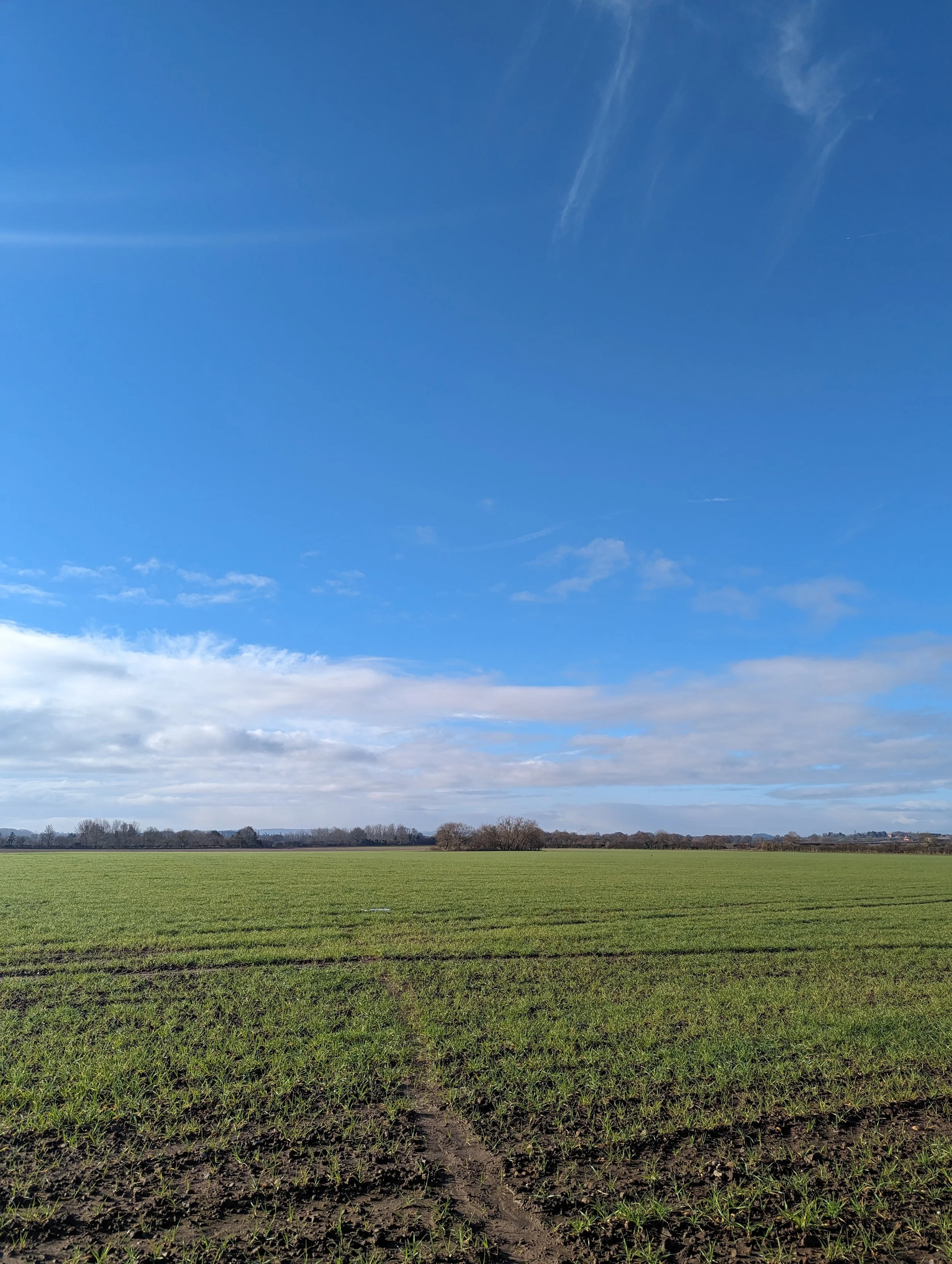 Corn Field in February