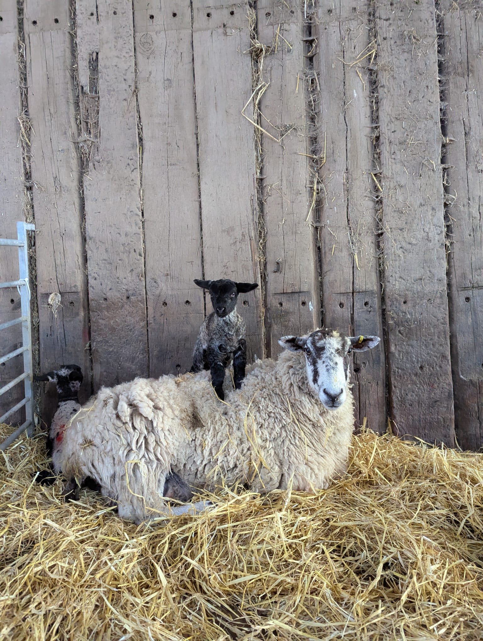 Lambs on site