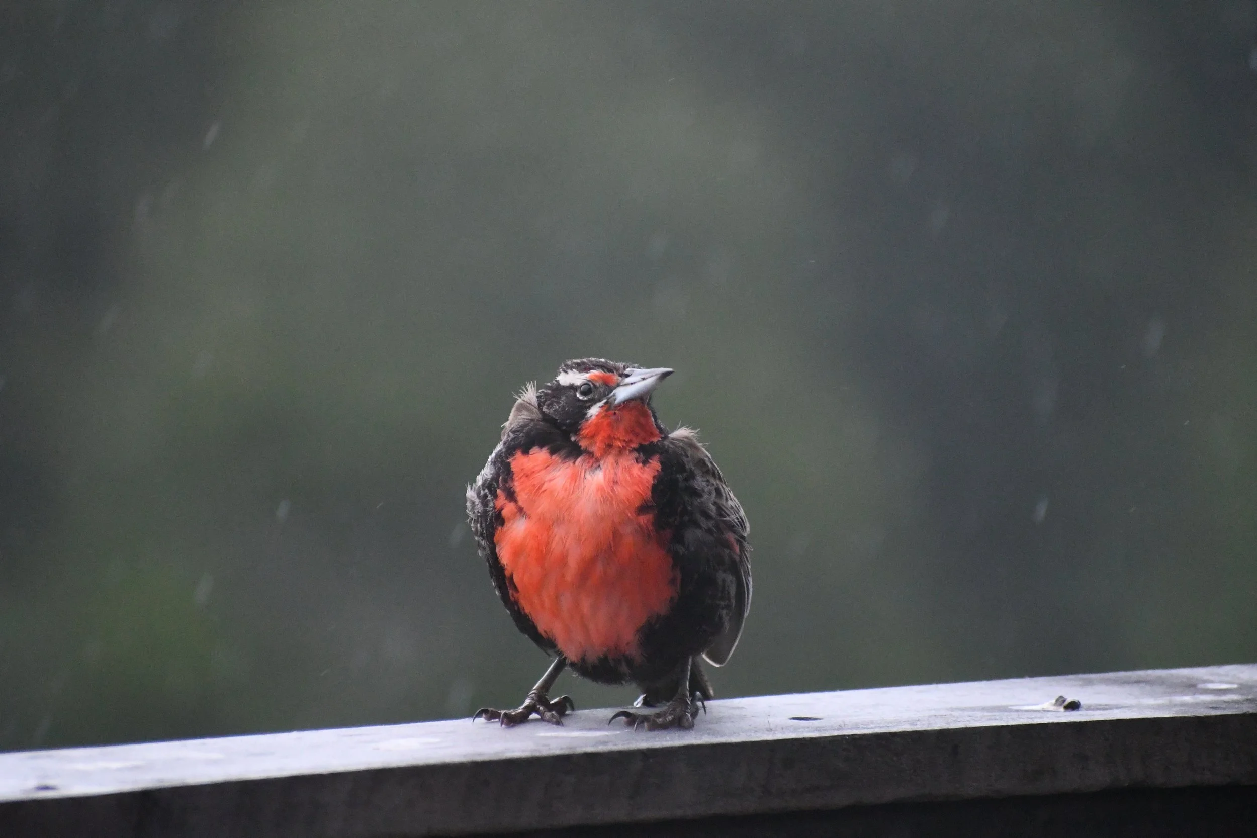 Birding, a recreational observation and study of wild birds in their natural habitats