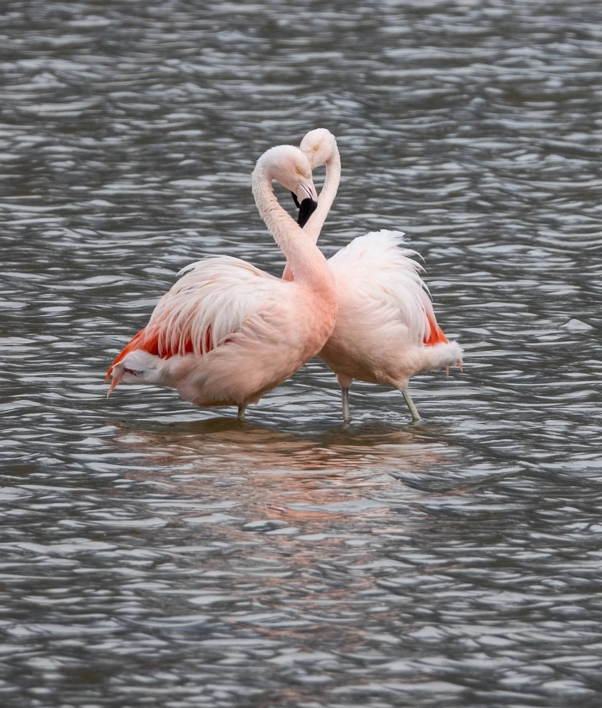 DSCF3739.jpg