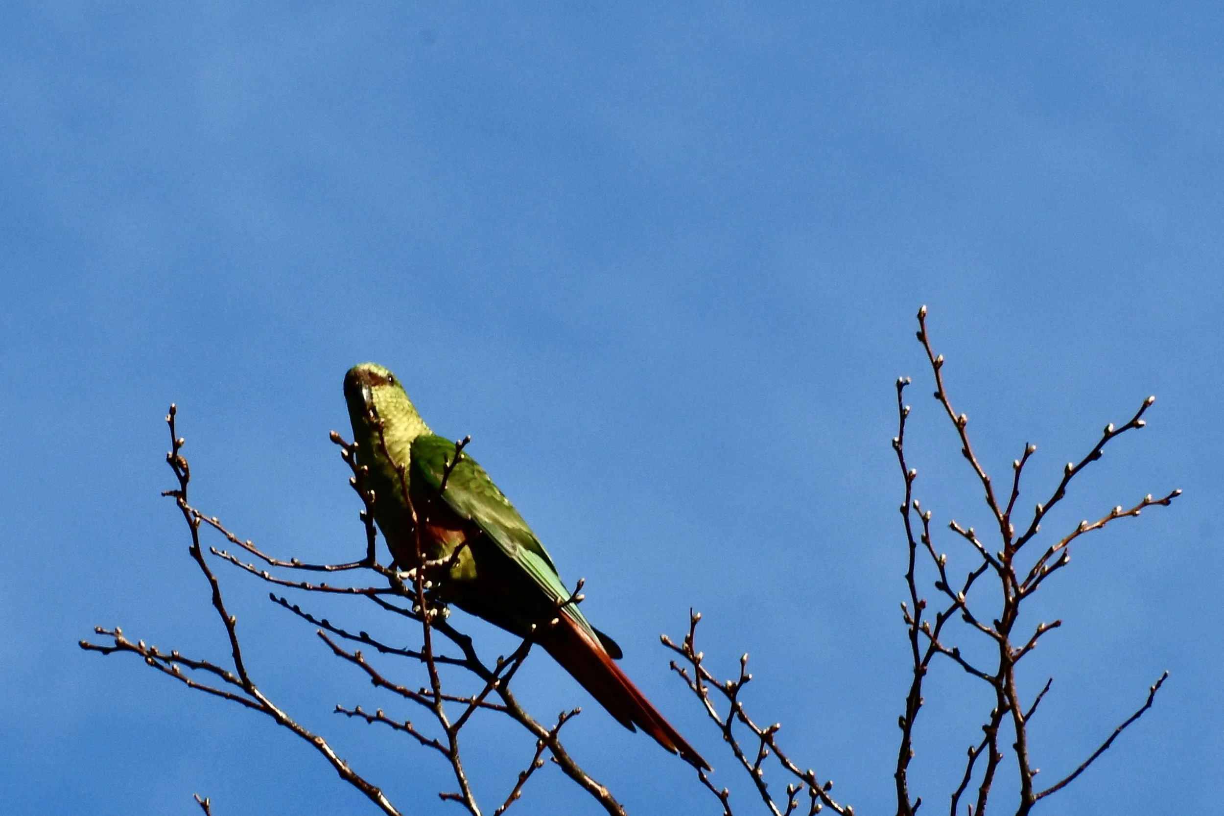 DSC_4934.jpg