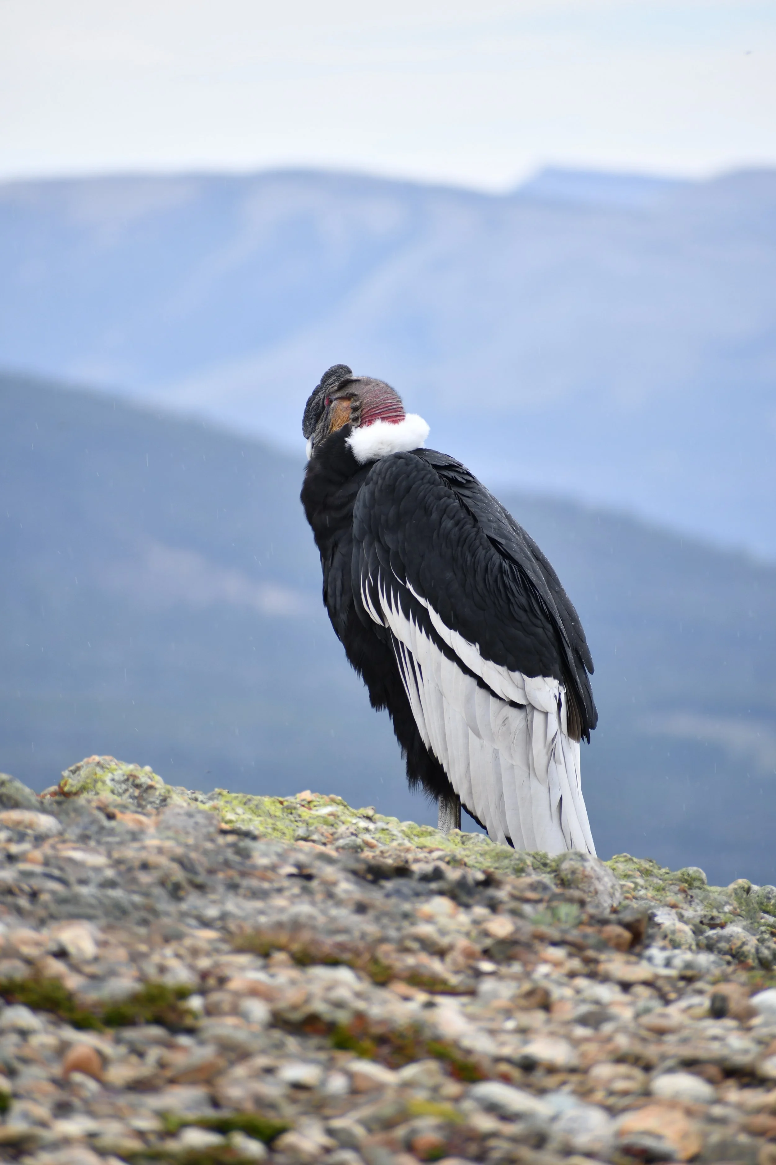 CONDOR STAND UP.jpeg