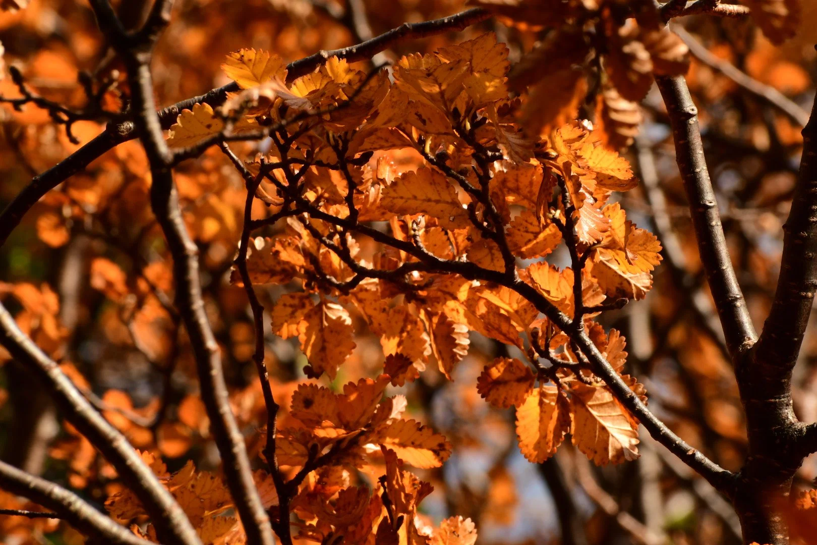 DSC_4930.jpeg