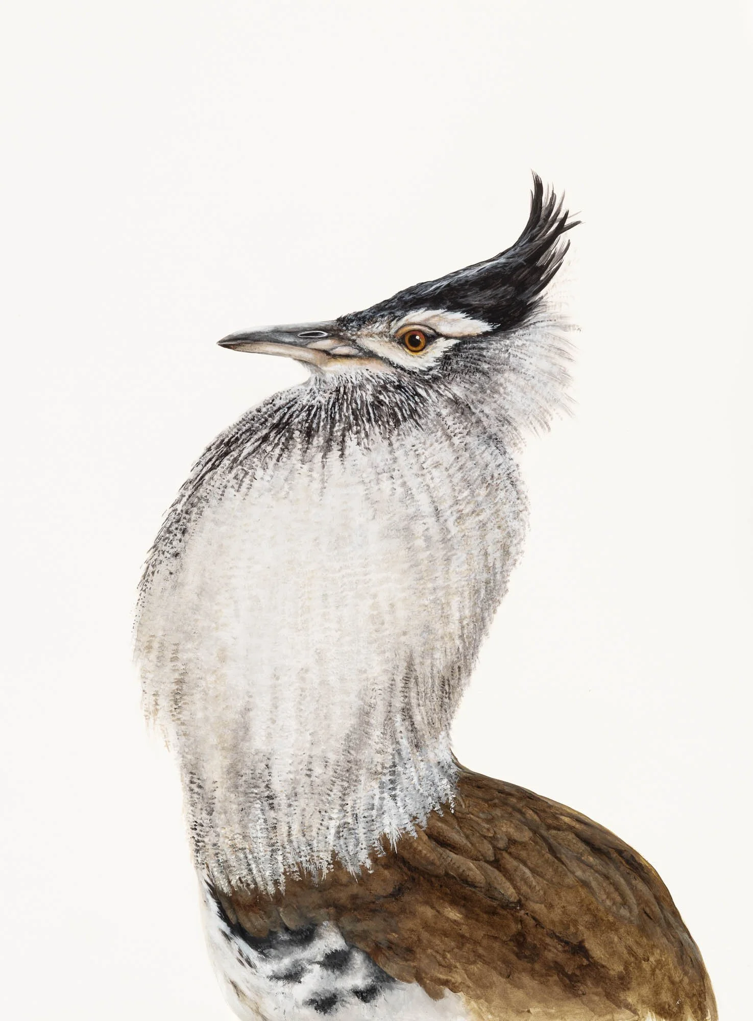 Kori Bustard, 30 x 22, Acrylic on paper, 2025