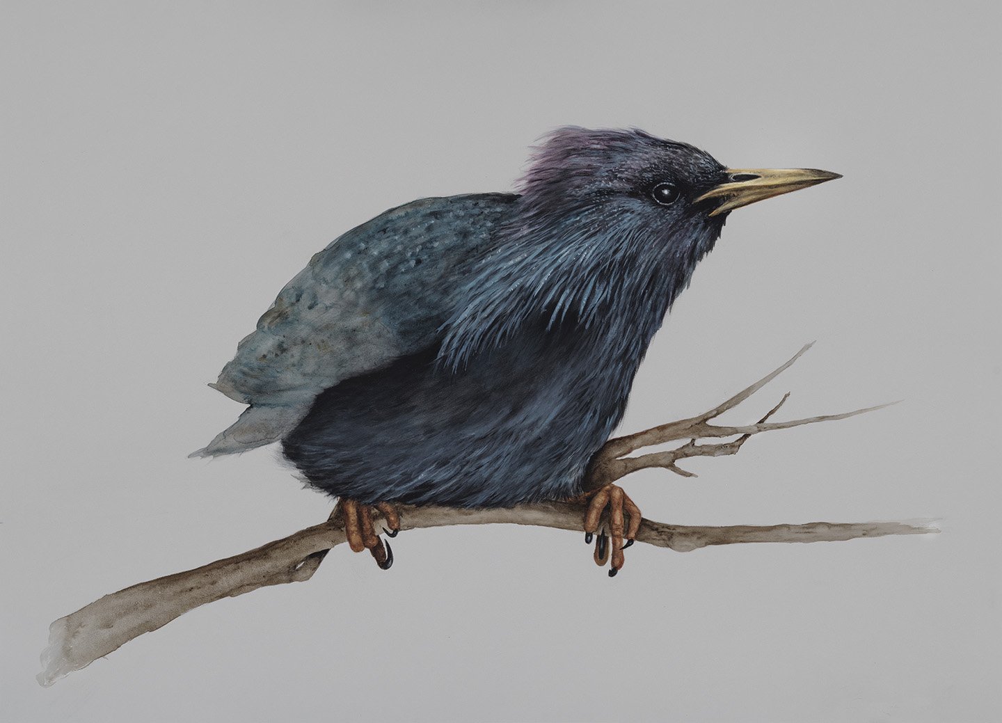 Juvenile Starling, 20 x 30, Acrylic and oil on toned paper, 2026