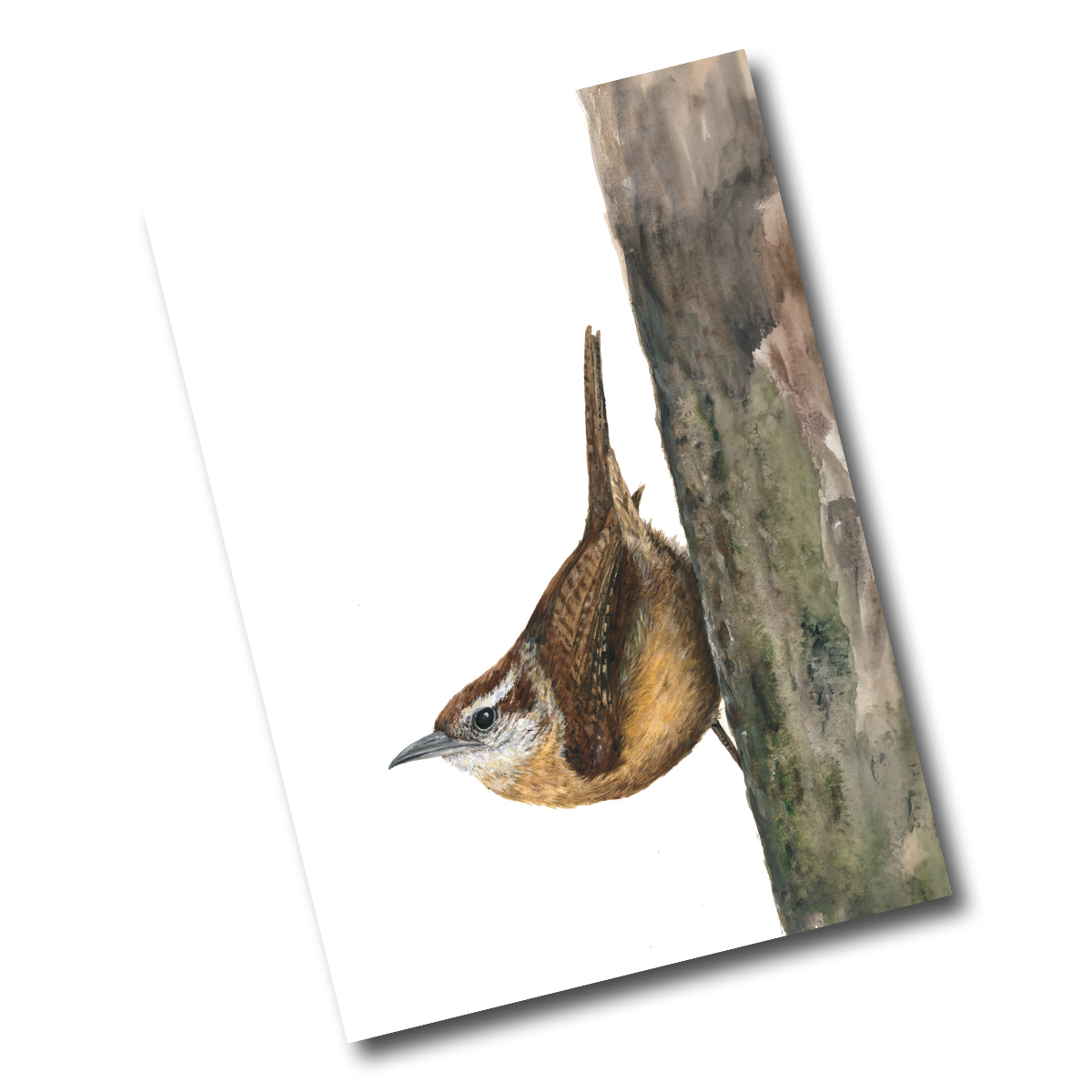 LM056 Carolina Wren.png