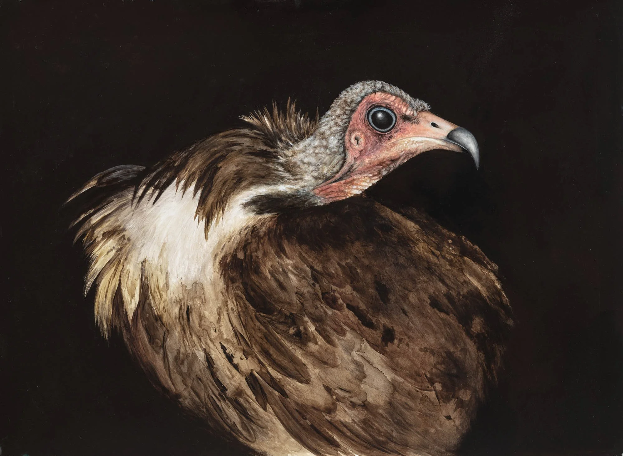 Hooded Vulture, 22 x 30, Acrylic on paper, 2025