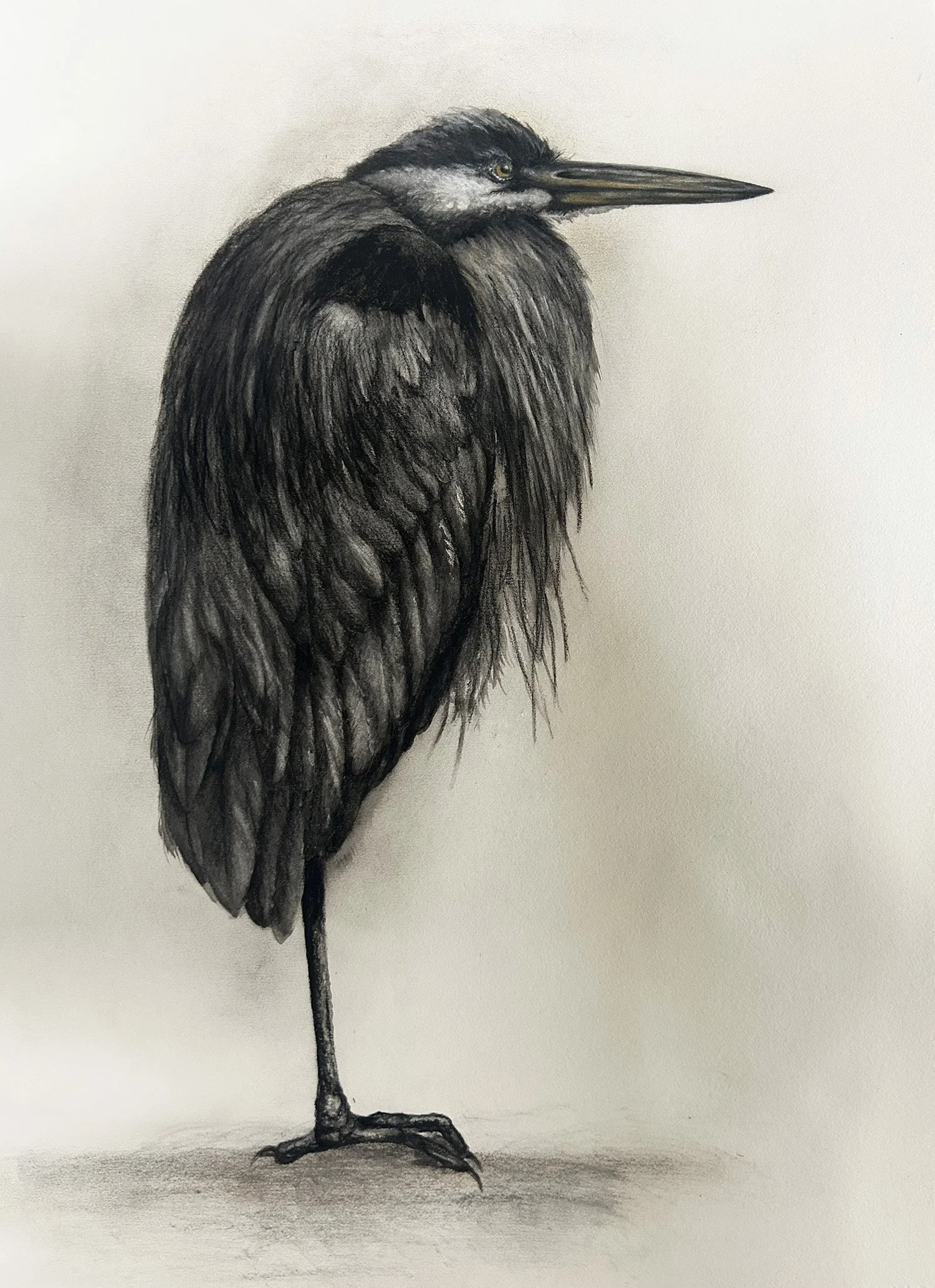 Great Blue Heron, Charcoal on Fabriano, 30 x 22, 2026