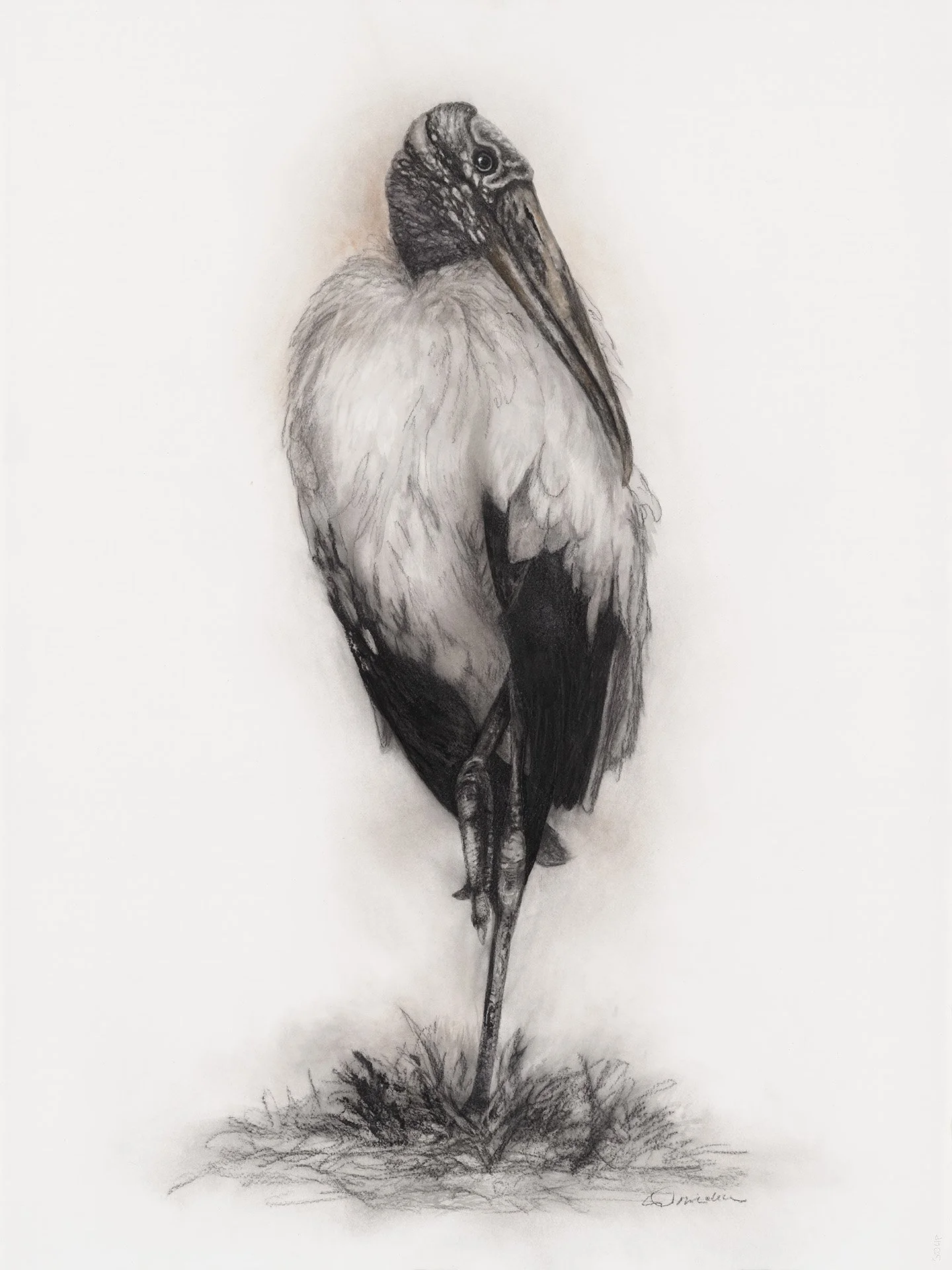 Wood Stork, 30 x22, charcoal on Fabriano, 2026