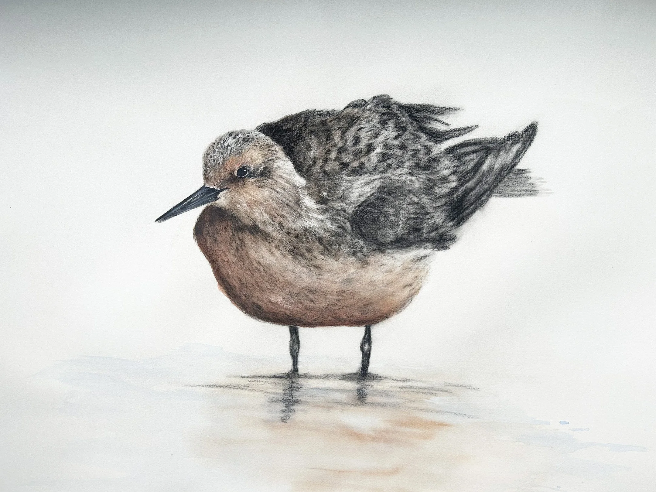 Red Knot, Charcoal and Acrylic on paper, 
22 x 30, 2026