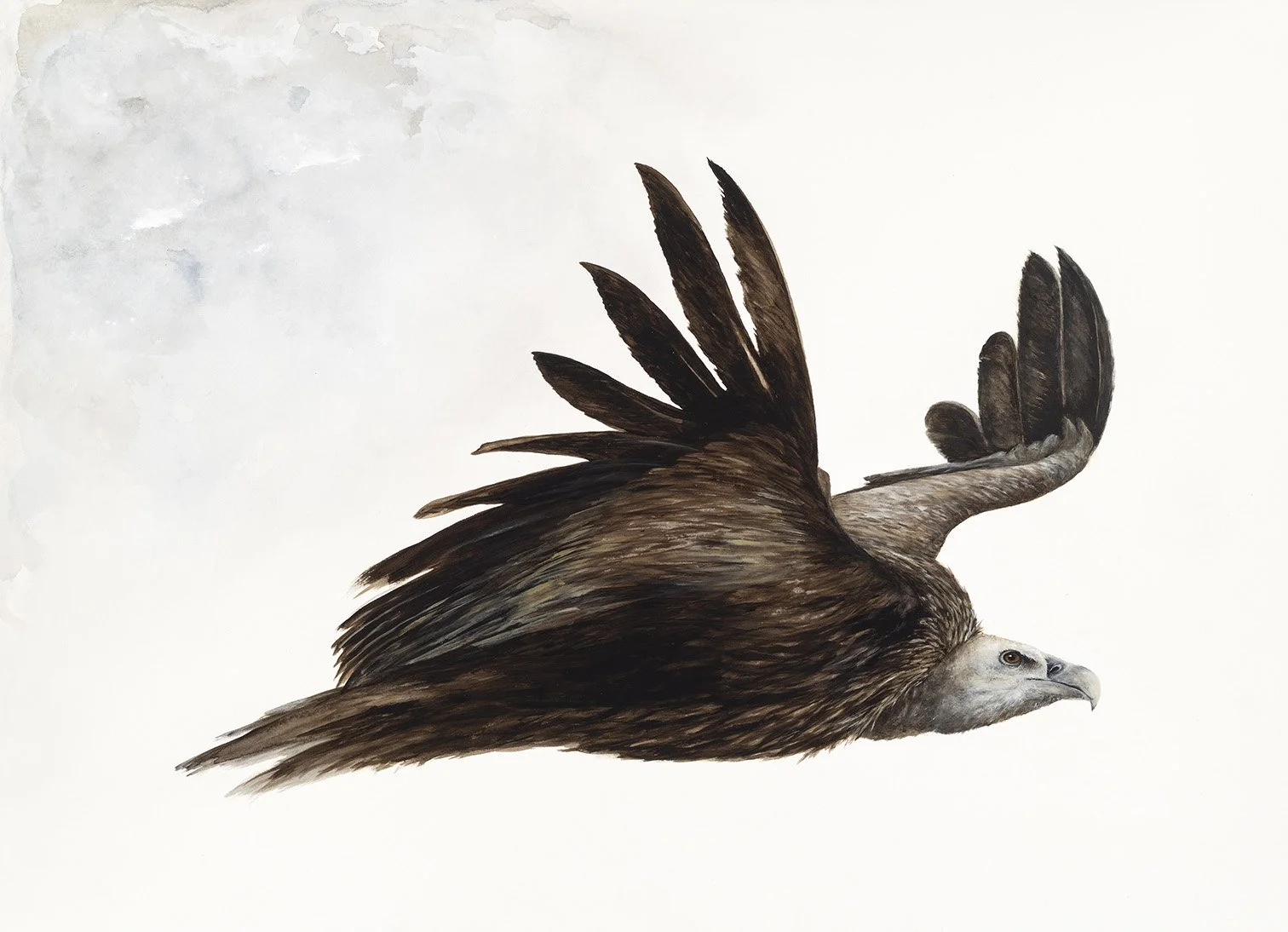 Griffon Vulture, Acrylic on Fabriano, 22x30, 2026