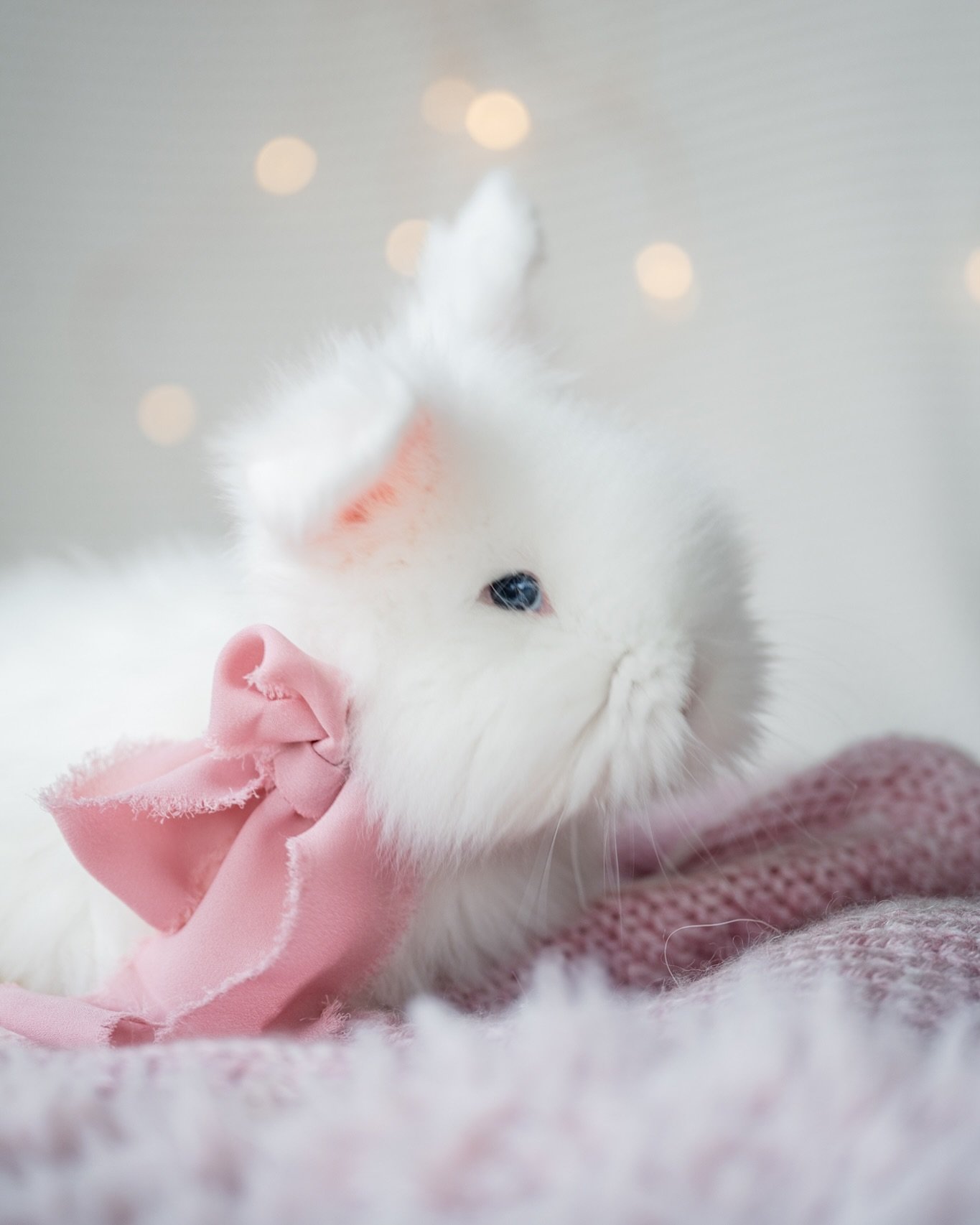 Frost is an unreal bunny! So fluffy and reminds me of Polar Bear or Cloud ☁️ 

Blue Eyed White Full Face English Angora 
Check our website for more info or dm us! 

#fullfaceenglishangora #englishangora #angora #blueeyes #cutebabyanimals #christmasvi