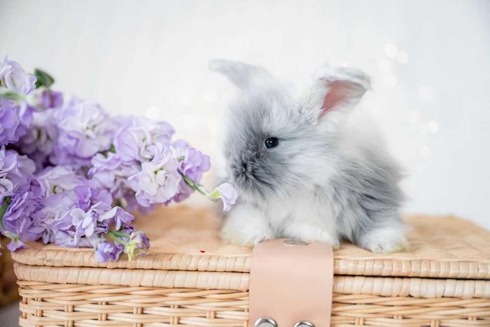 Full Face English Angora — Huggable Bunnies
