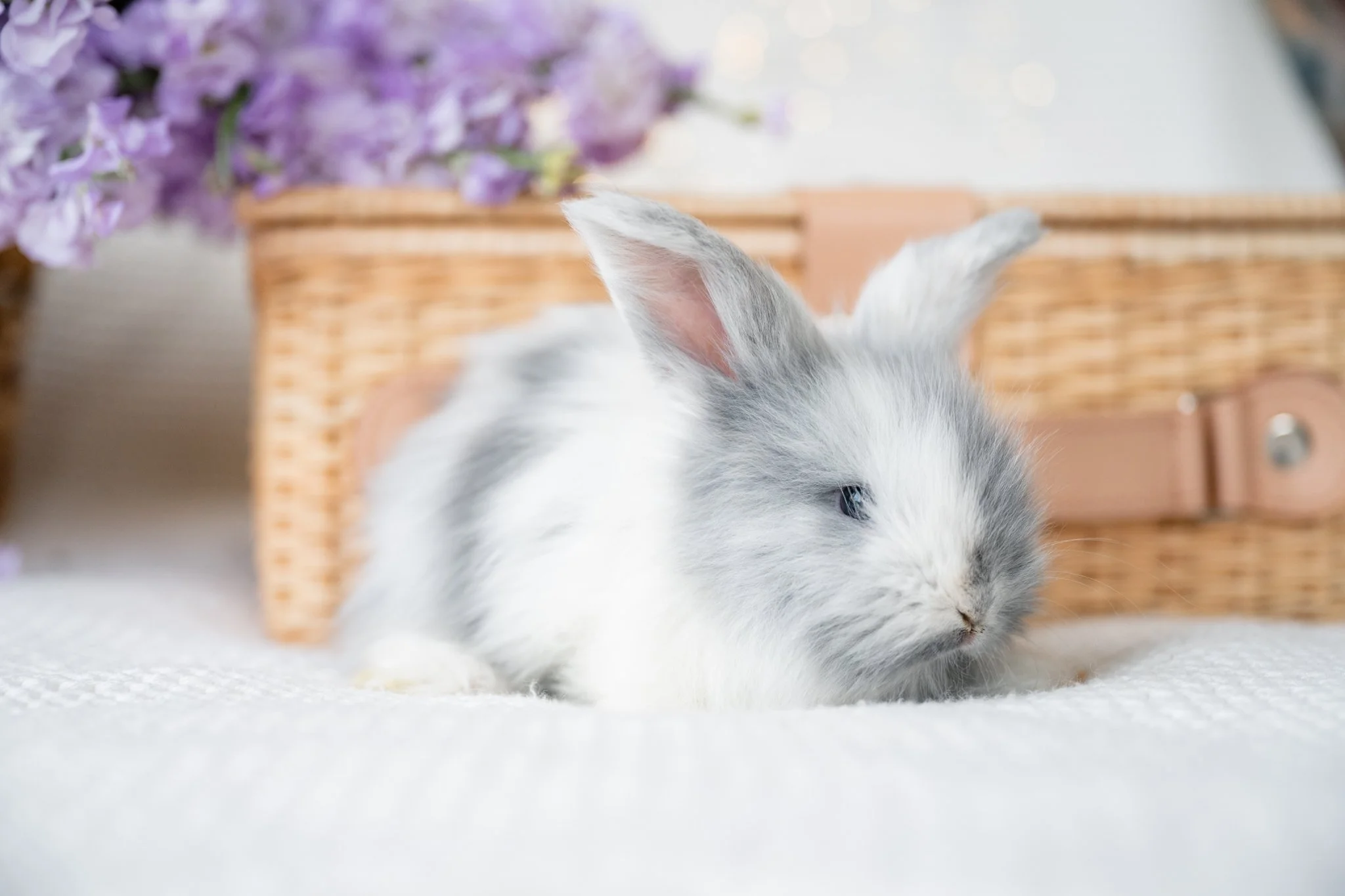 Full Face English Angora — Huggable Bunnies
