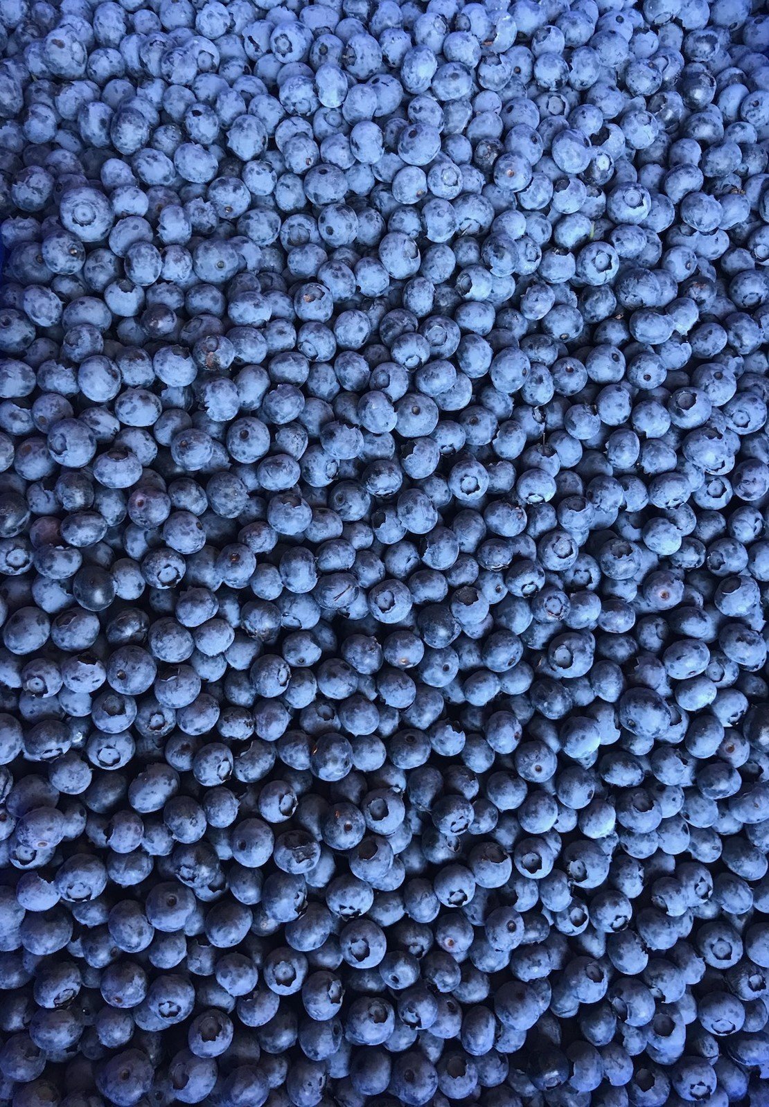 Frozen Blueberries 2.5lbs bags