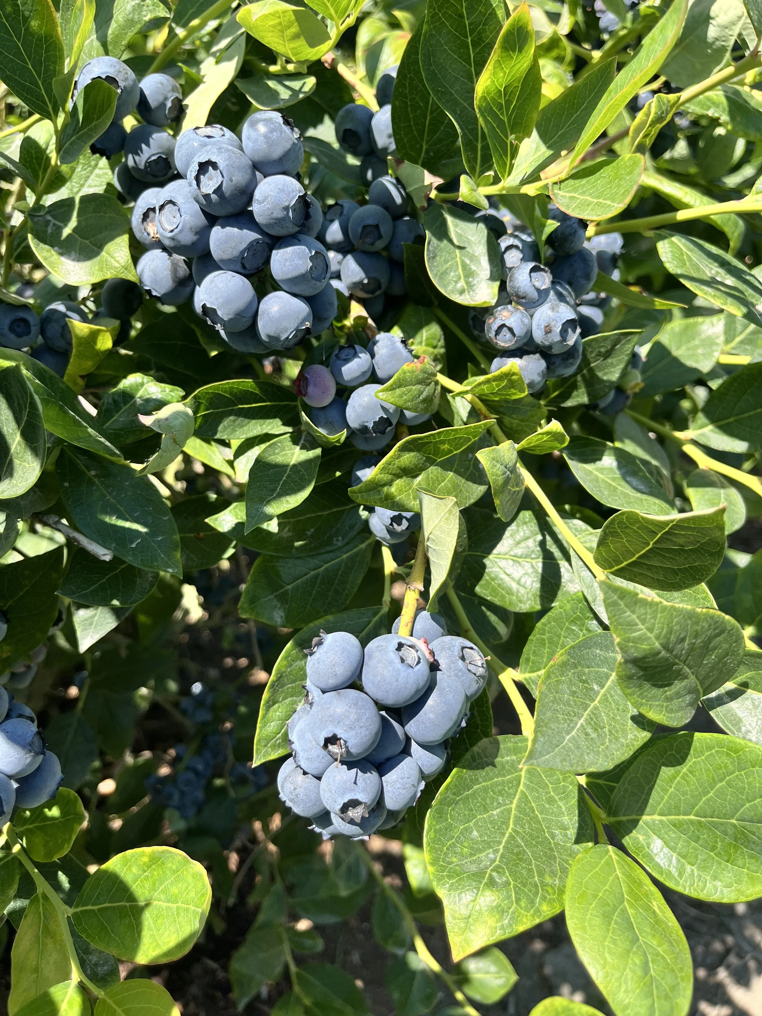 Blueberries 2026.jpeg