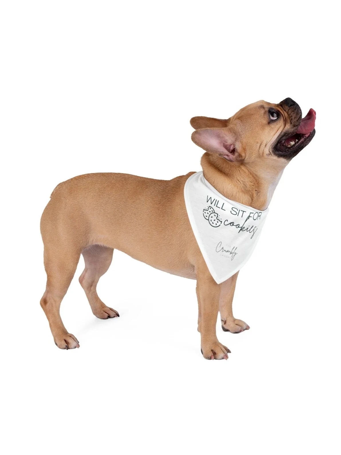 A French Bulldog wearing a white bandana with the text "Will sit for cookies" and a cookie icon, standing on a white background.