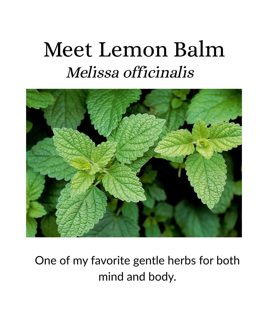 Have you tried Lemon Balm? 
I love to make it as a solar infusion in the summertime!! 
&bull;Add about 1 cup of leaves to 1 gallon of water &bull;Steep/infuse in the sunshine for a few hours! 
&bull;Strain. Add honey to taste. Enjoy 🍃 🫖
