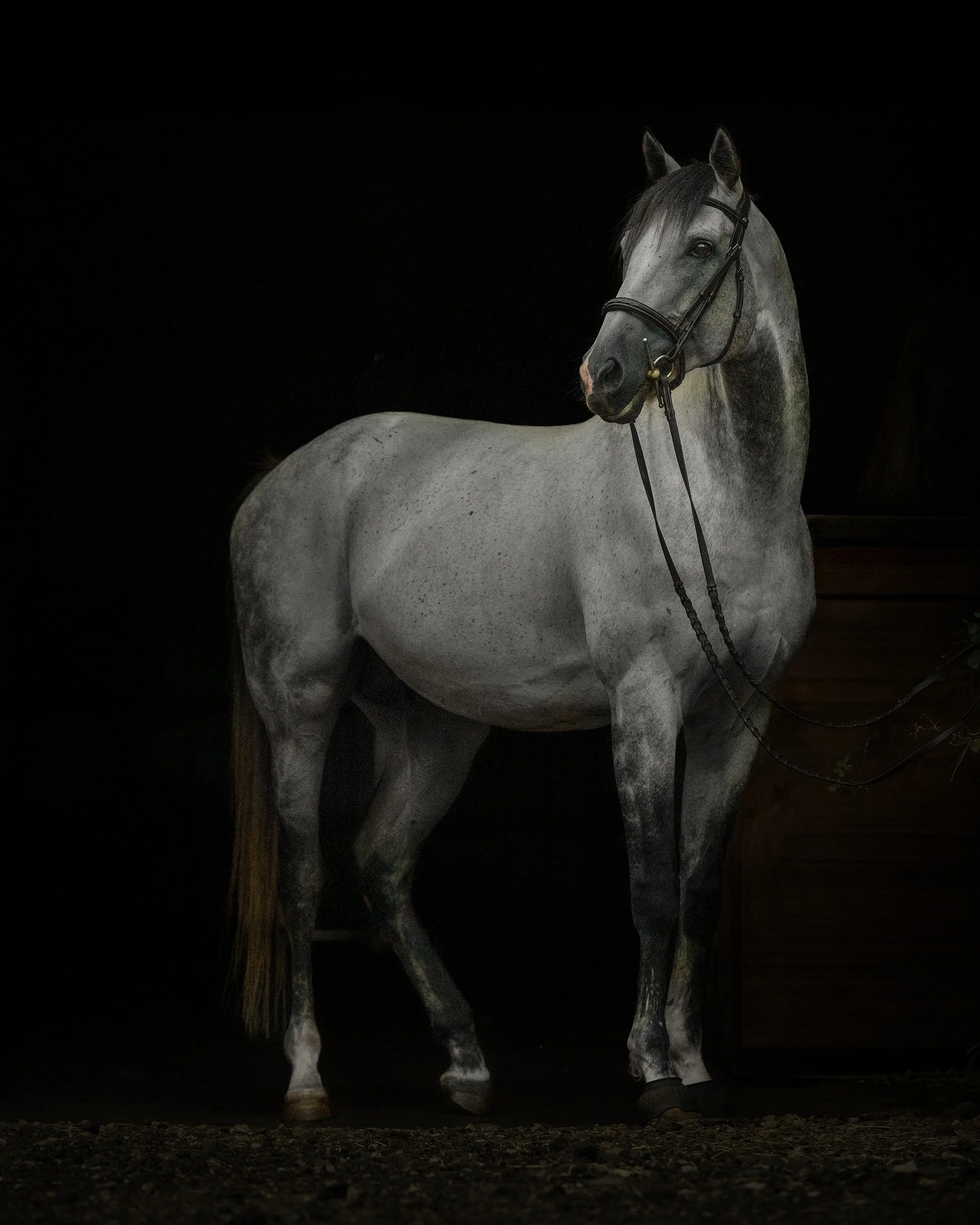 A timeless fine art portrait celebrating the grace and noble presence of a white horse. Created in a classic painterly style with dramatic lighting, this equine artwork is designed as museum-quality wall art for horse lovers and collectors.