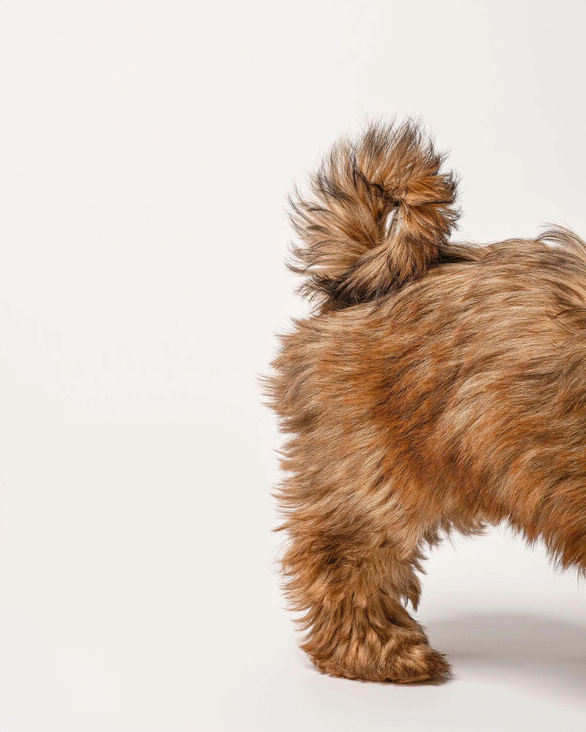 fine-art-dog-portrait-detail-tail-new-jersey-pet-photographer-woof-house-studio.jpg
