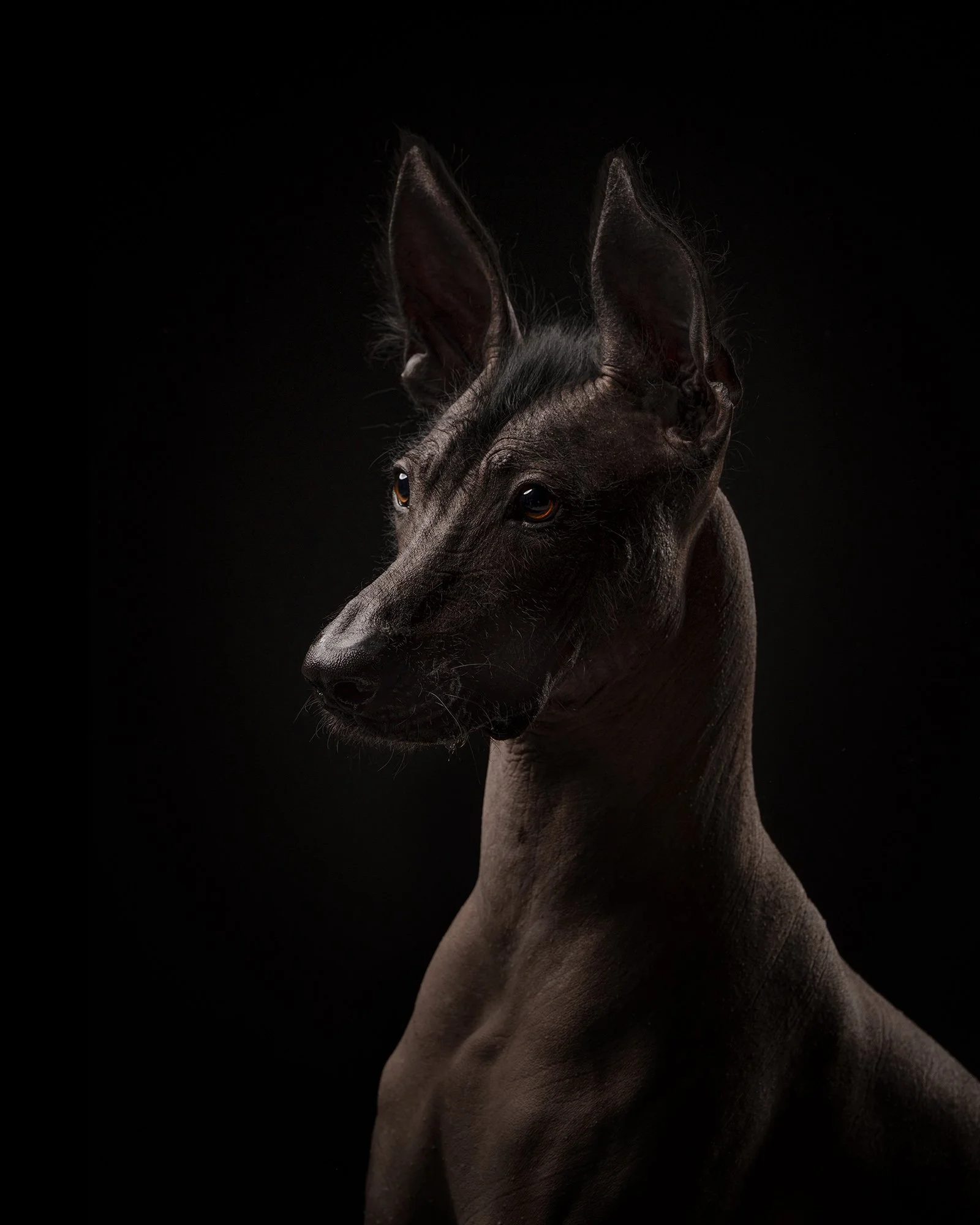 Fine art studio portrait of a Xoloitzcuintli dog photographed in New Jersey by Woof House Studio, featuring dramatic sculpted lighting against a black background.
