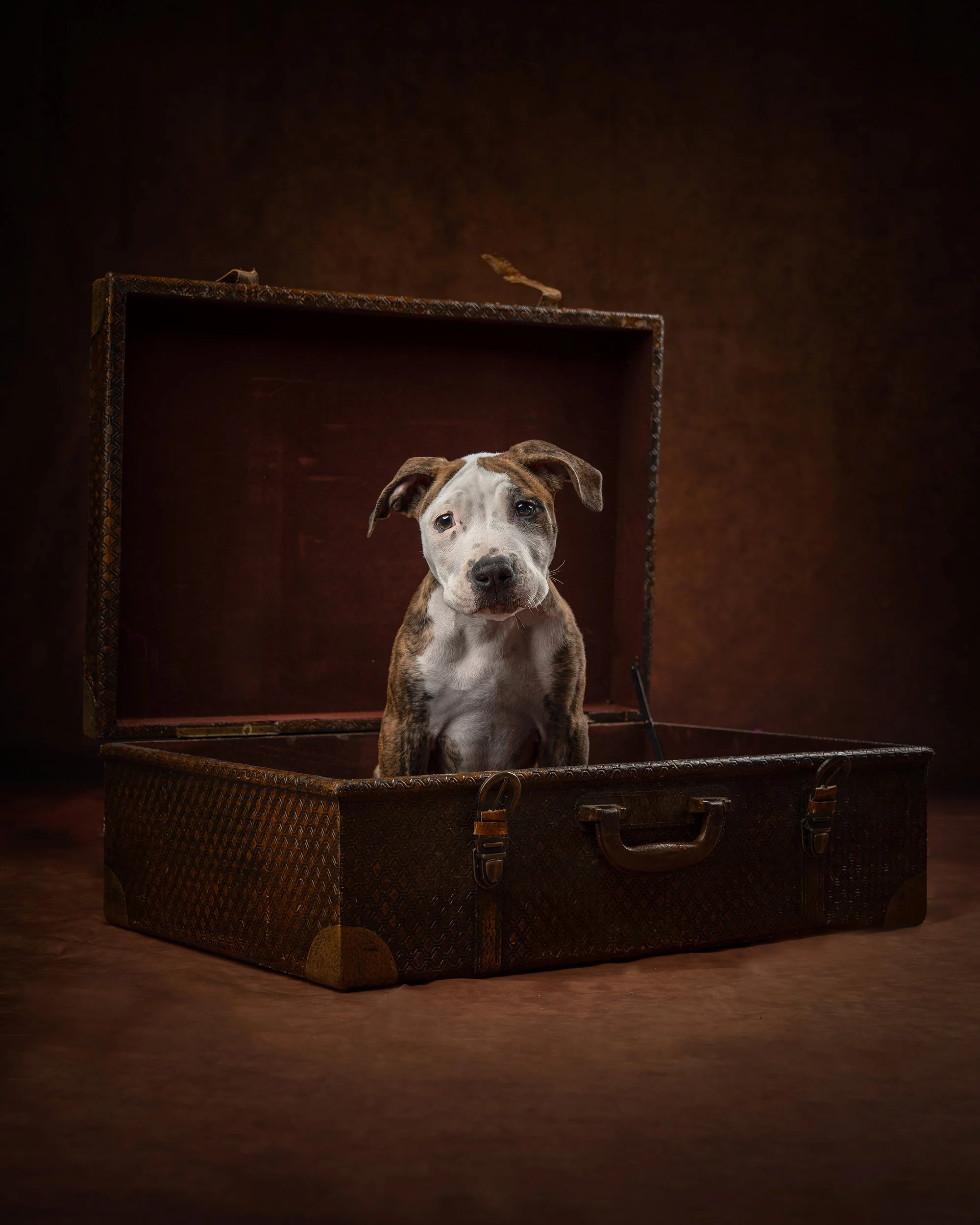 fine-art-dog-portrait-studio-storytelling-puppy-new-jersey-woof-house-studio.jpg.jpg