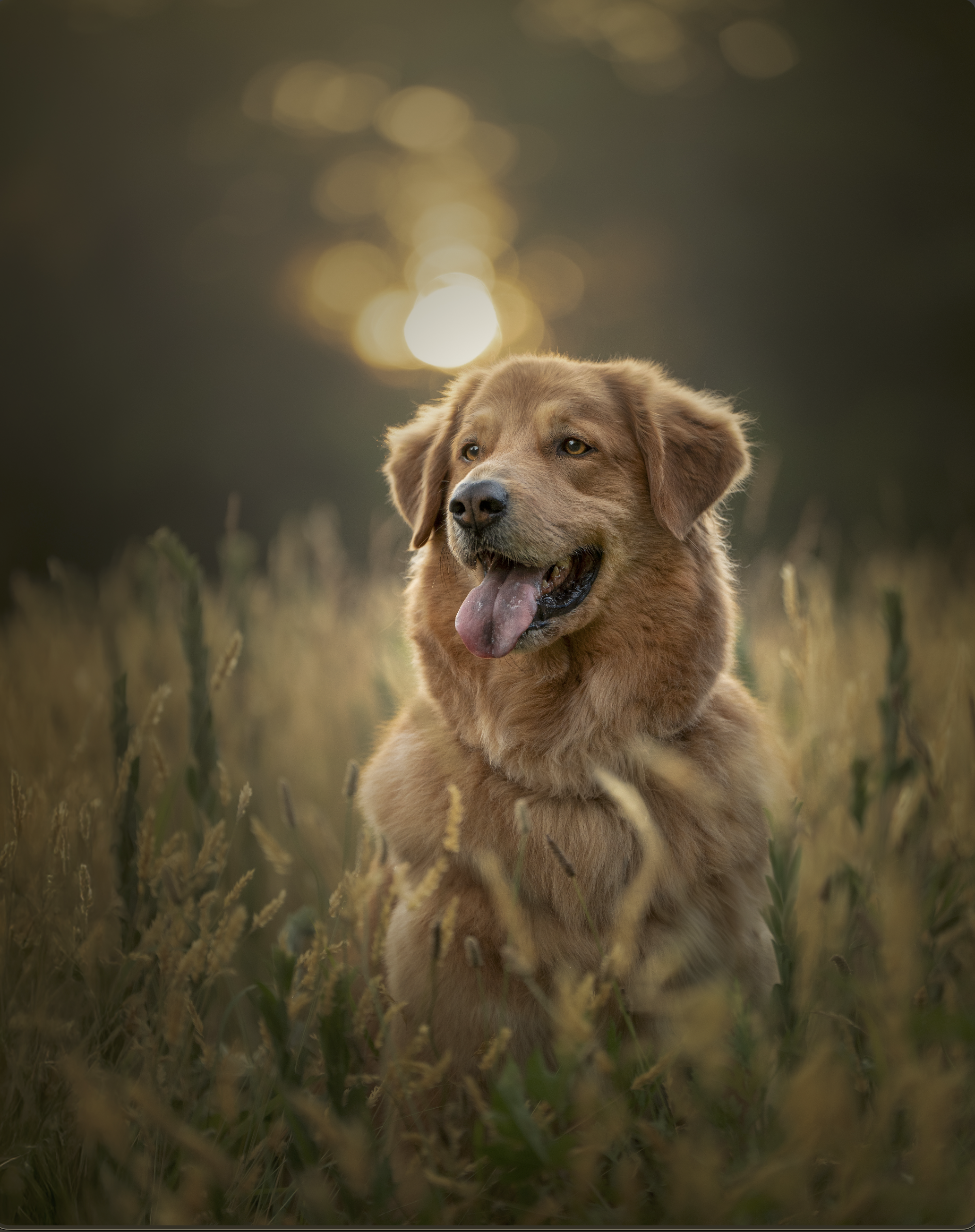 Why I Photograph Dogs Like They’re Works of Art