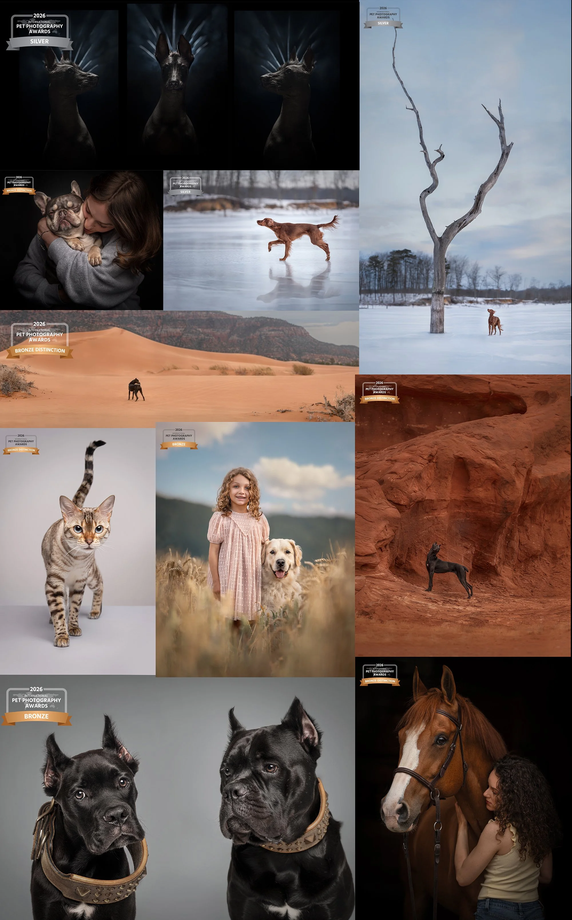 Award-Winning Dog Photographer|Woof House Studio Wins 10 International Pet Photography Awards in 2026