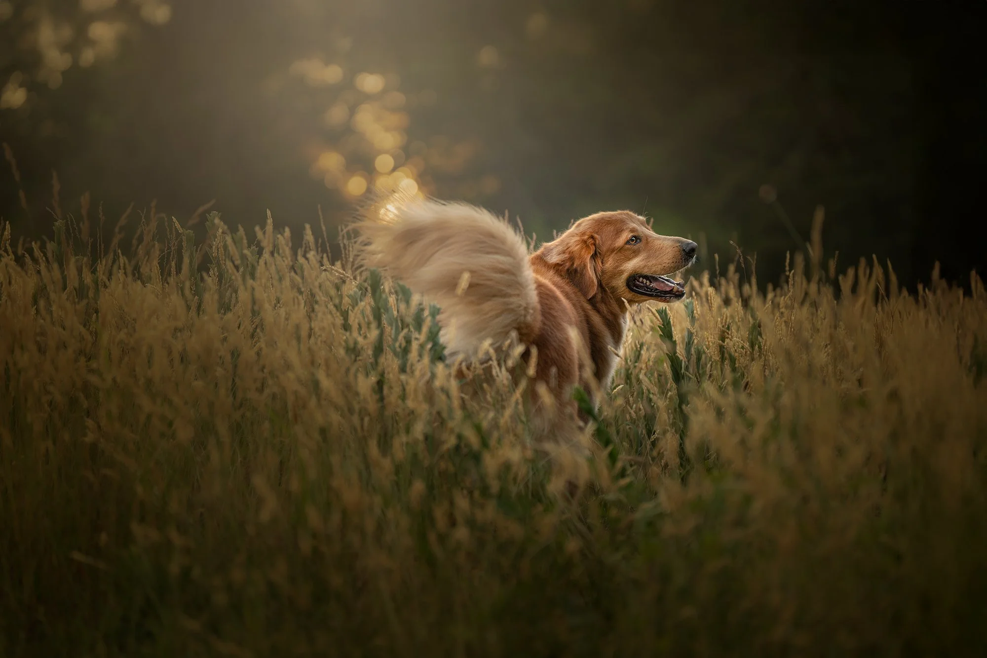 5 Beautiful Dog-Friendly Walks Near Rumson, NJ